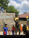 Elephant Show13